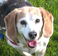Tessie