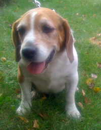 Toby