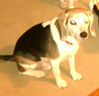 Toby