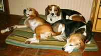 Lily, Sally & Tuck