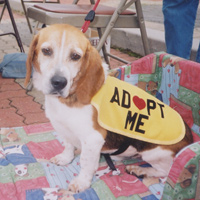 Beagle Bailey