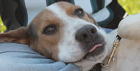Charlie