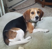 Daisy