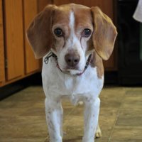 Jim, the Beagle