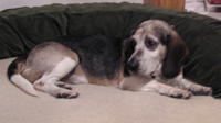 Sarge