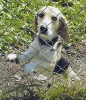 Snoopy