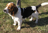 Sparky