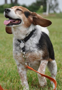 Tobie